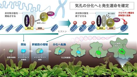 植物化|植物の成長を制御する仕組み